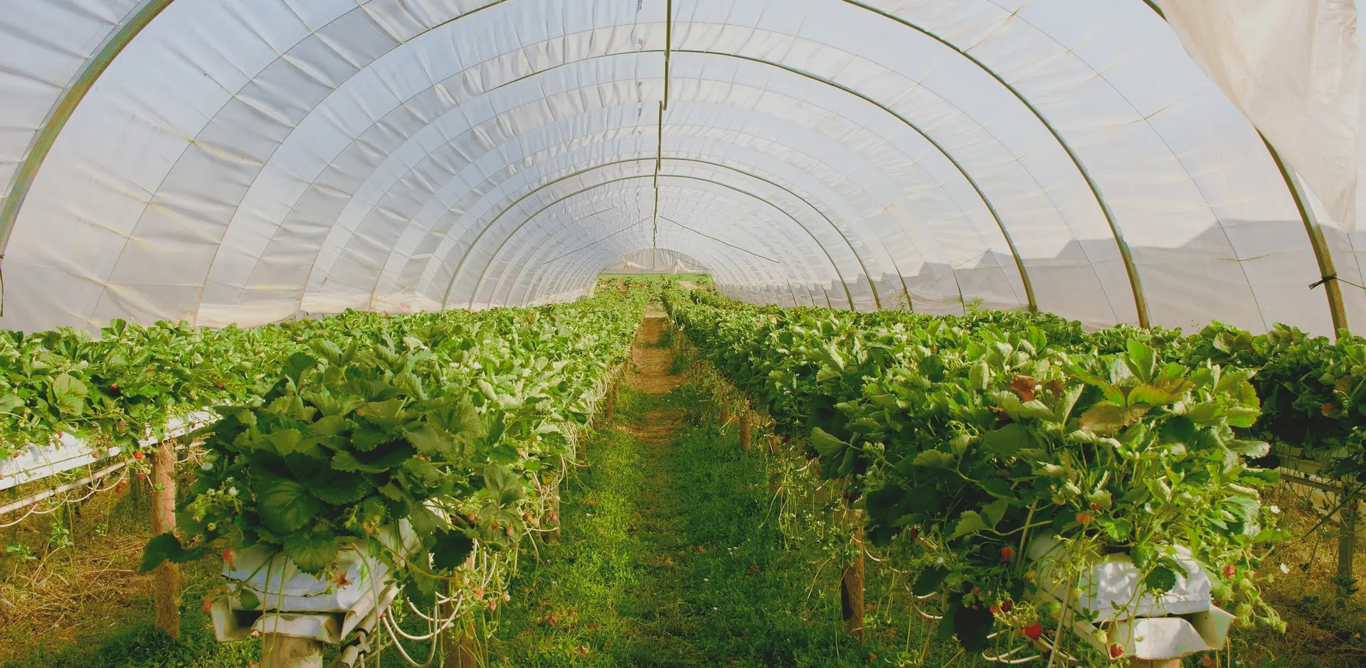 Green House Solution